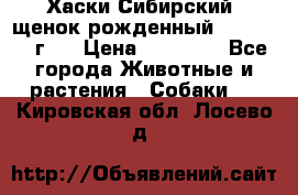 Хаски Сибирский (щенок рожденный 20.03.2017г.) › Цена ­ 25 000 - Все города Животные и растения » Собаки   . Кировская обл.,Лосево д.